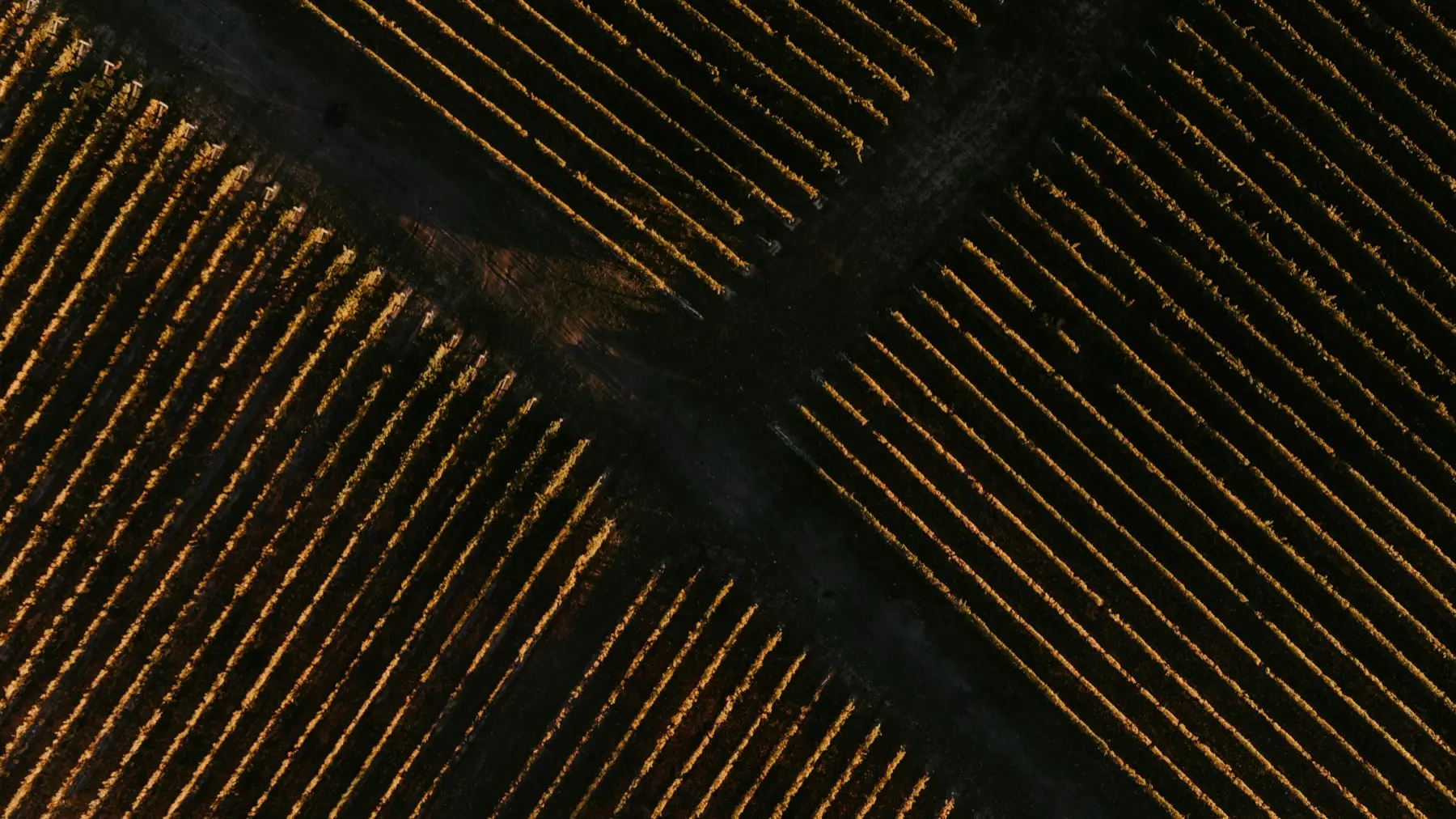 Aerial view of vineyard rows, Marlborough, New Zealand